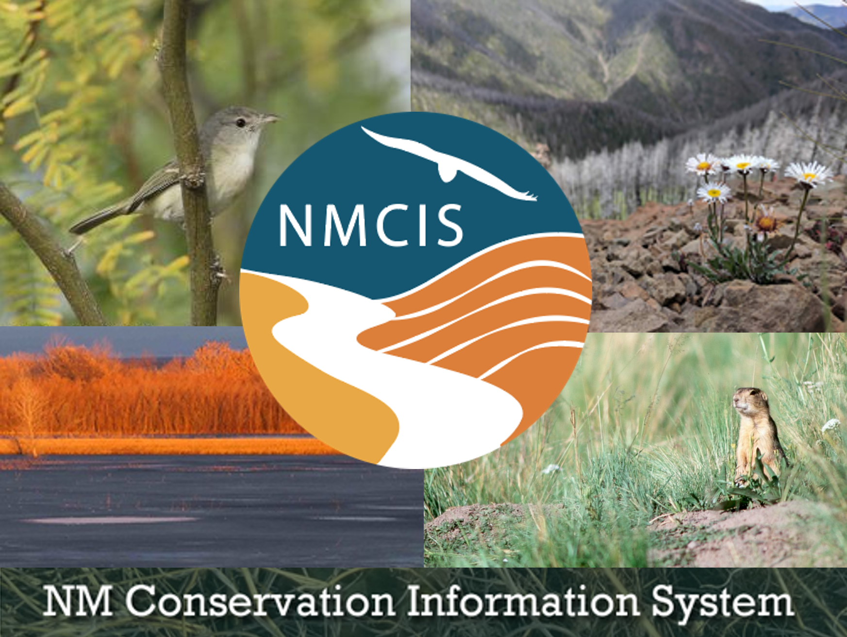 NM Conservation Information System