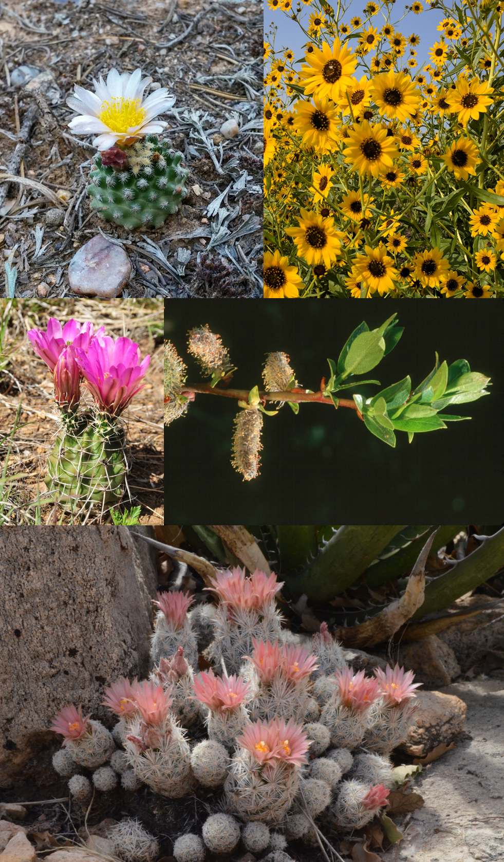 Rare Plant photos