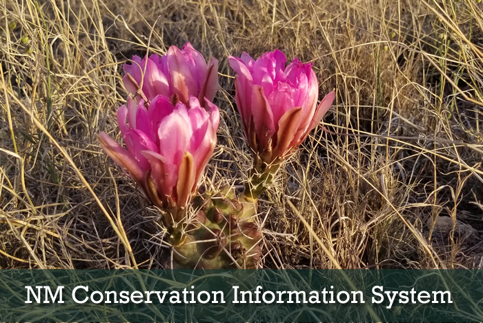 NM Conservation Information System