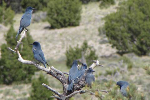 Pinyon Jays