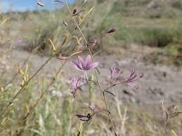 Slender spiderflower