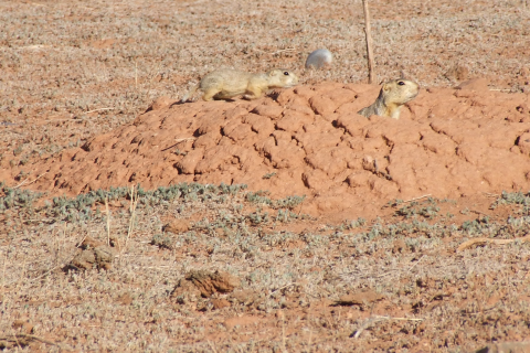 Prairie Dogs